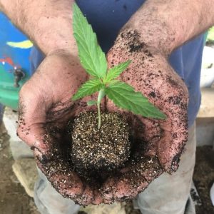CBD hemp plant seedling