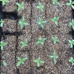 CBD hemp seedlings in rows