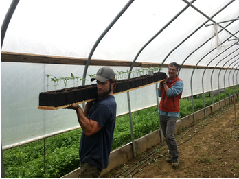 CBD Seedlings in Transit