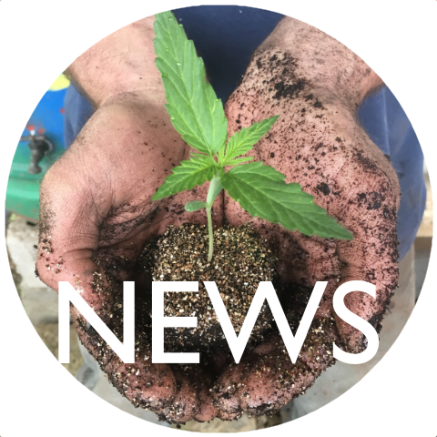 Bravo Botanicals News